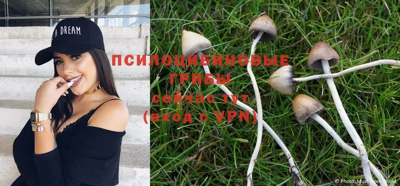 shop телеграм  Беслан  Галлюциногенные грибы Magic Shrooms 